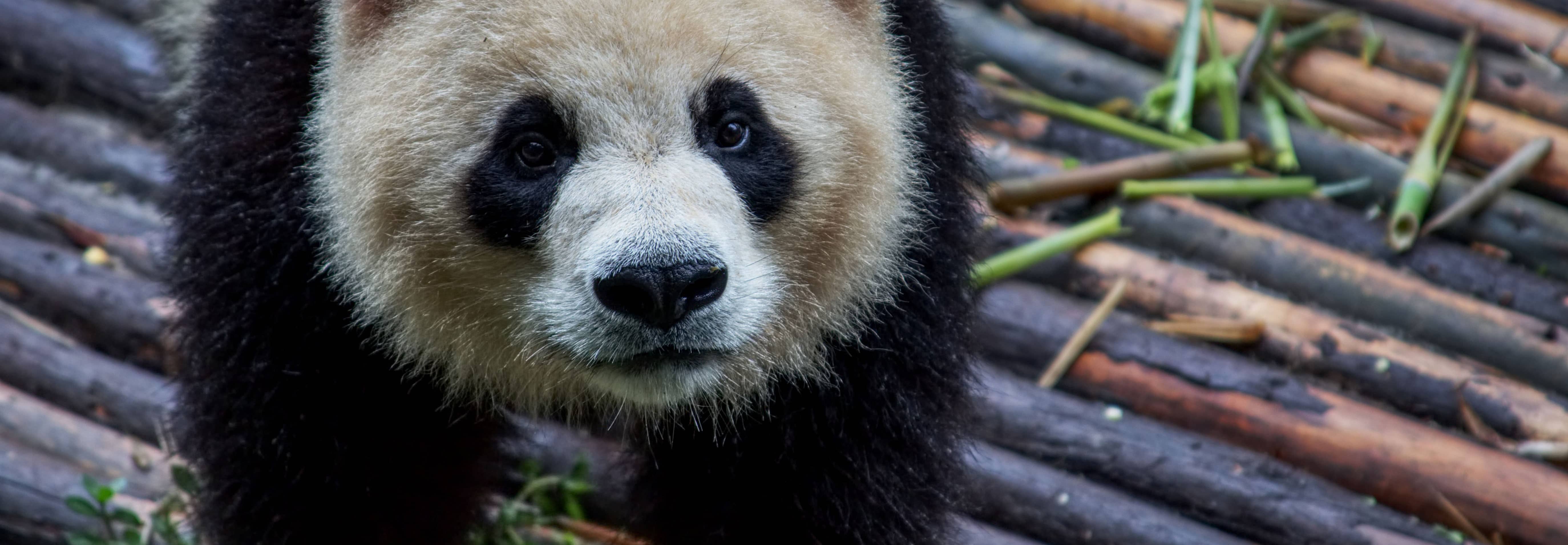 The Panda Effect